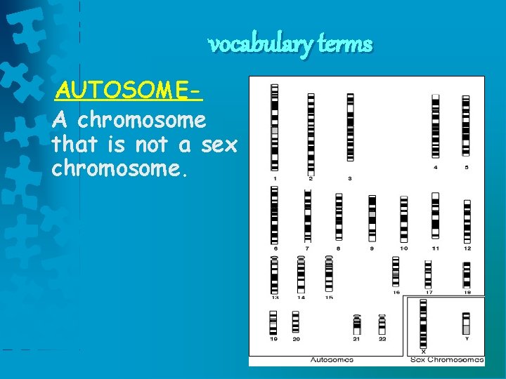 vocabulary terms AUTOSOMEA chromosome that is not a sex chromosome. 