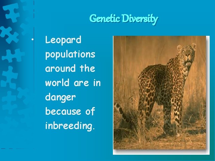 Genetic Diversity • Leopard populations around the world are in danger because of inbreeding.