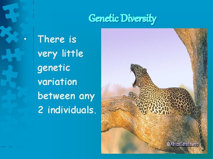 Genetic Diversity • There is very little genetic variation between any 2 individuals. Genetic Diversity • There is very little genetic variation between any 2 individuals.