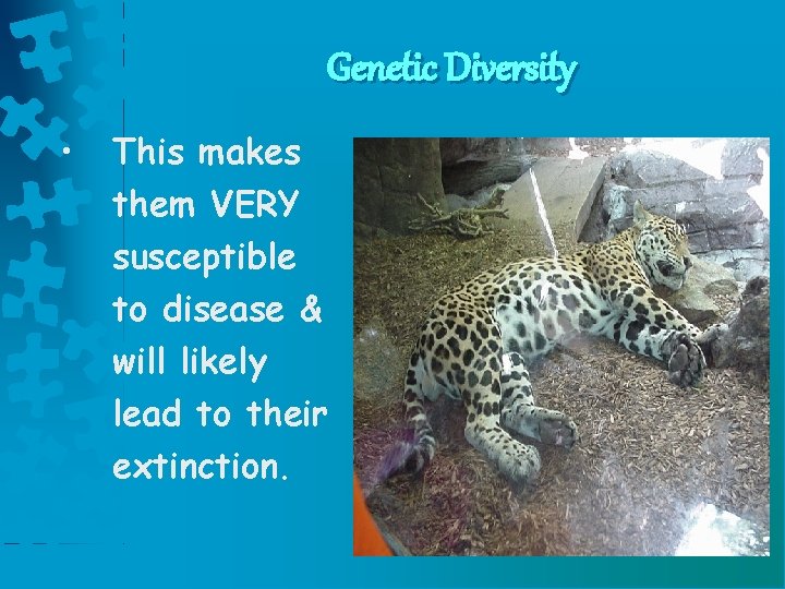 Genetic Diversity • This makes them VERY susceptible to disease & will likely lead