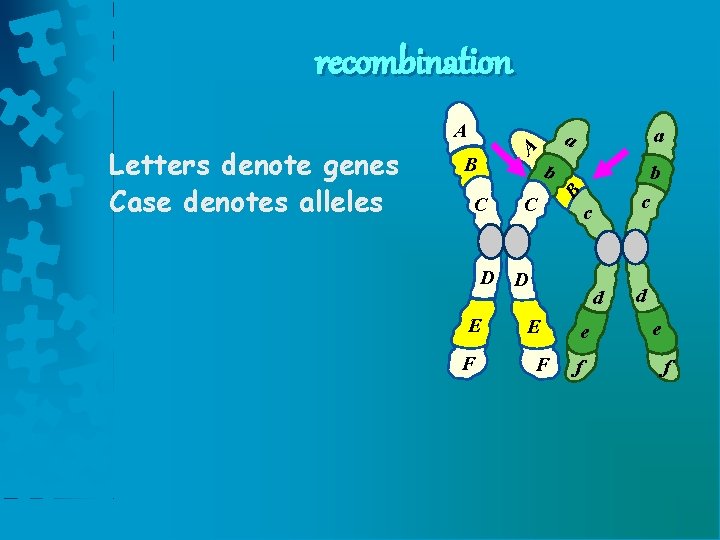 recombination A A B b C C b B Letters denote genes Case denotes