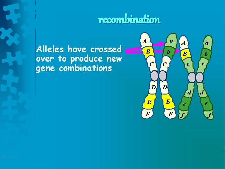 recombination Alleles have crossed over to produce new gene combinations a A B b