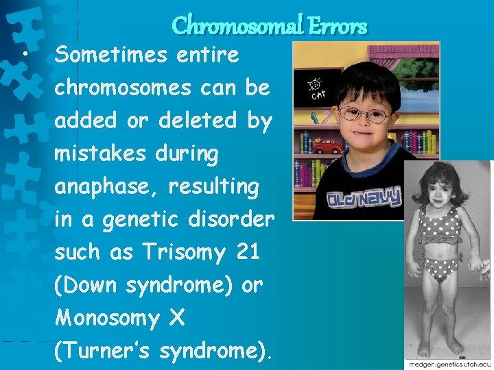  • Chromosomal Errors Sometimes entire chromosomes can be added or deleted by mistakes