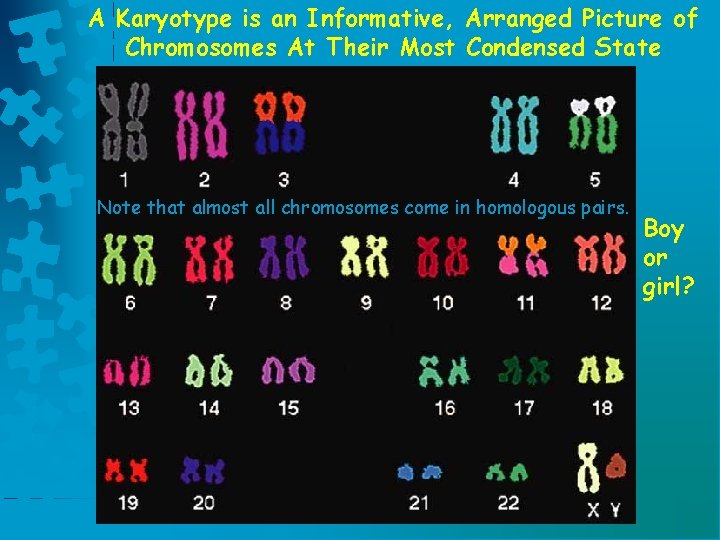 A Karyotype is an Informative, Arranged Picture of Chromosomes At Their Most Condensed State