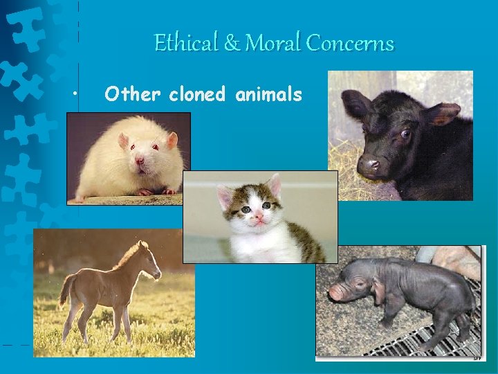 Ethical & Moral Concerns • Other cloned animals 