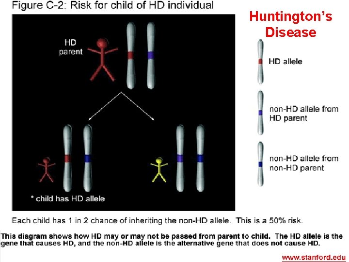 Huntington’s Disease Huntington’s Disease