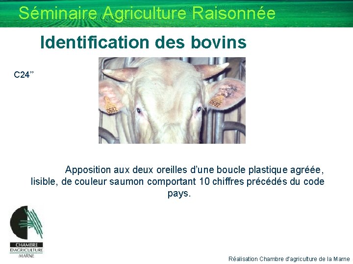 Séminaire Agriculture Raisonnée Identification des bovins C 24’’ Apposition aux deux oreilles d’une boucle