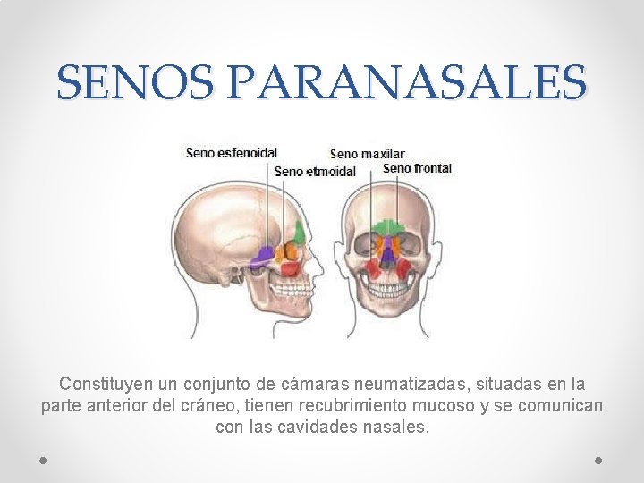 SENOS PARANASALES Constituyen un conjunto de cámaras neumatizadas, situadas en la parte anterior del