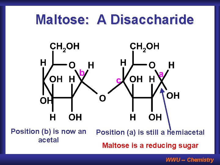 Maltose: A Disaccharide Position (b) is now an acetal Position (a) is still a