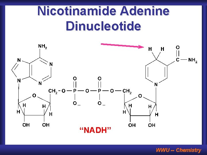 Nicotinamide Adenine Dinucleotide “NADH” WWU -- Chemistry 