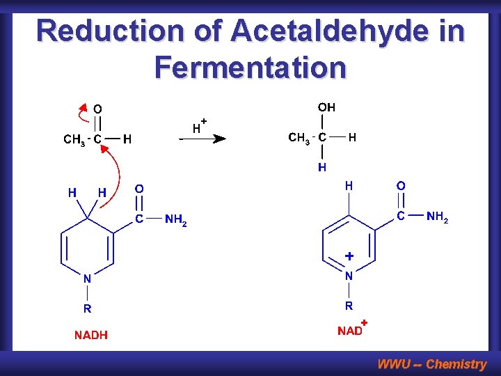 Reduction of Acetaldehyde in Fermentation WWU -- Chemistry 