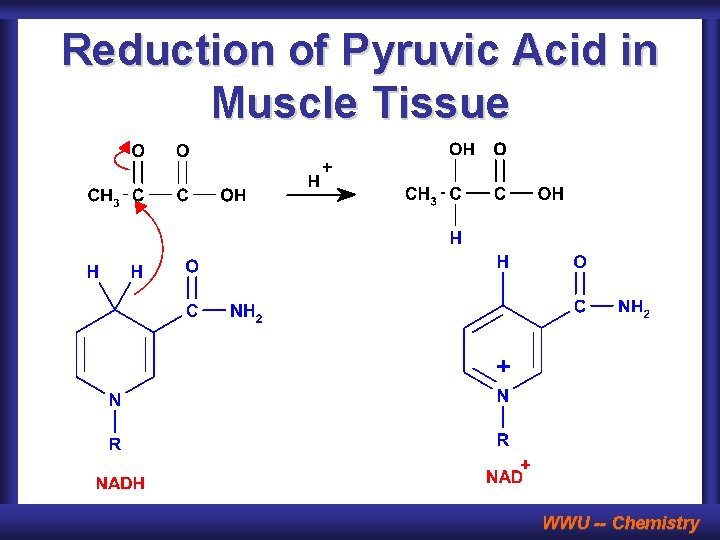 Reduction of Pyruvic Acid in Muscle Tissue WWU -- Chemistry 