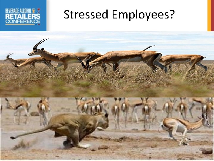 Stressed Employees? 