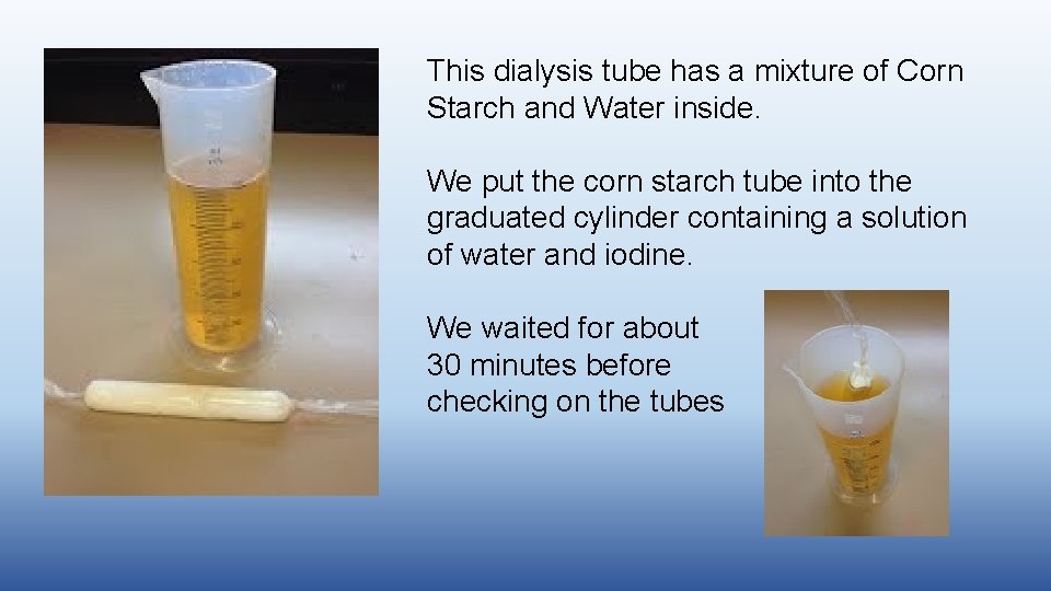 This dialysis tube has a mixture of Corn Starch and Water inside. We put