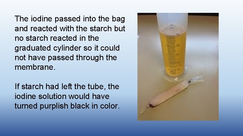 The iodine passed into the bag and reacted with the starch but no starch