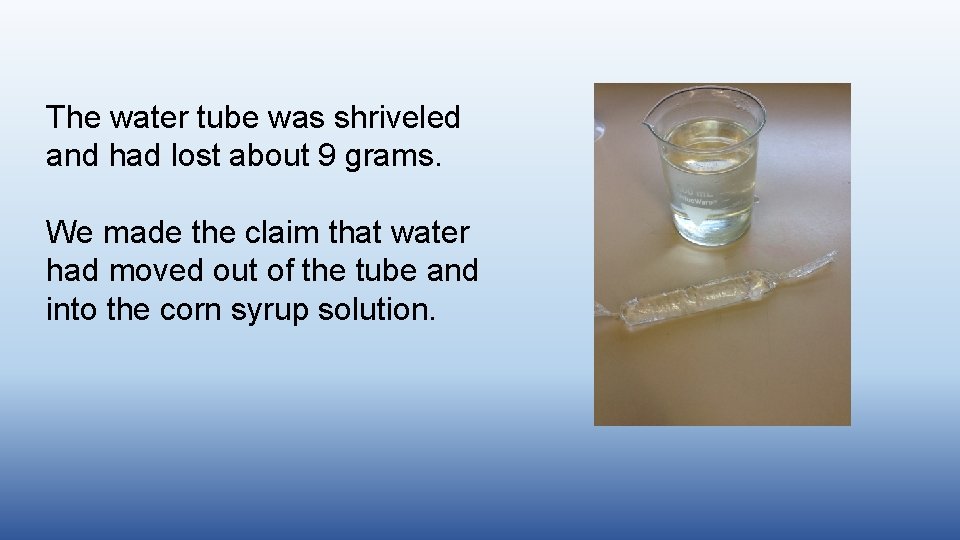 The water tube was shriveled and had lost about 9 grams. We made the The water tube was shriveled and had lost about 9 grams. We made the