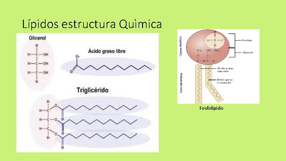 Lípidos estructura Quìmica Fosfolìpido 