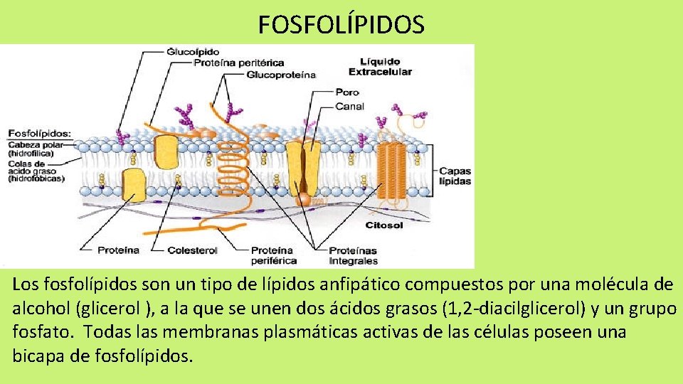 FOSFOLÍPIDOS Los fosfolípidos son un tipo de lípidos anfipático compuestos por una molécula de