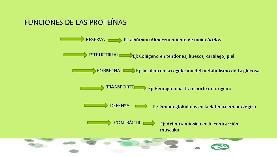 FUNCIONES DE LAS PROTEÍNAS RESERVA Ej: albúmina Almacenamiento de aminoácidos ESTRUCTRUAL Ej: Colágeno en