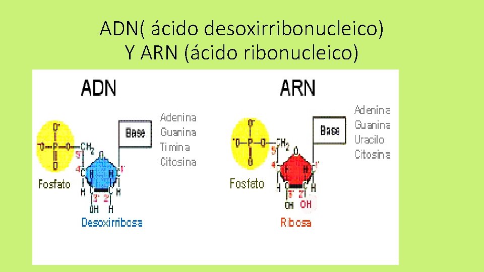 ADN( ácido desoxirribonucleico) Y ARN (ácido ribonucleico) 