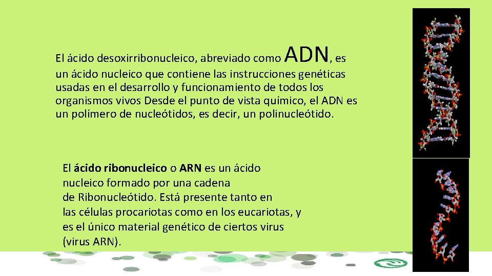 ADN El ácido desoxirribonucleico, abreviado como , es un ácido nucleico que contiene las