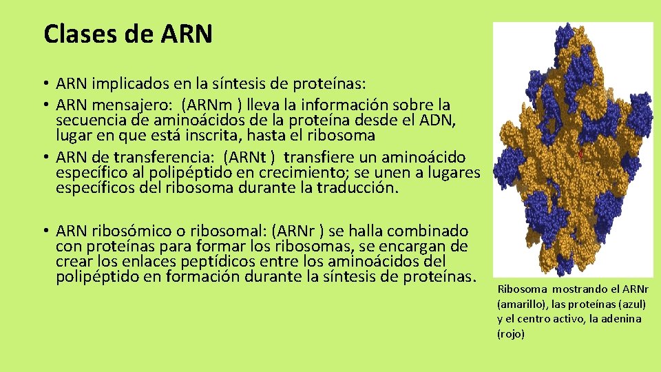 Clases de ARN • ARN implicados en la síntesis de proteínas: • ARN mensajero: