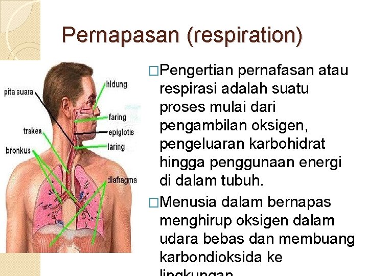 Pernapasan (respiration) �Pengertian pernafasan atau respirasi adalah suatu proses mulai dari pengambilan oksigen, pengeluaran