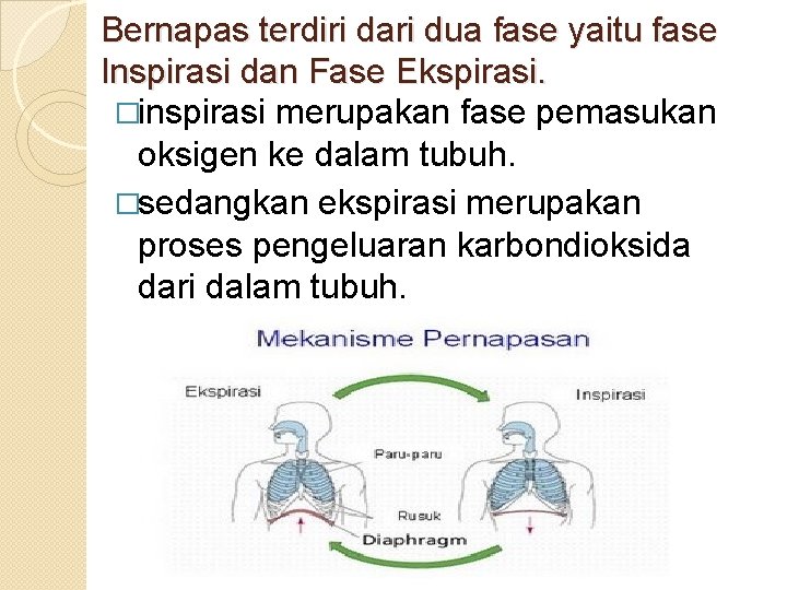 Bernapas terdiri dari dua fase yaitu fase Inspirasi dan Fase Ekspirasi. �inspirasi merupakan fase