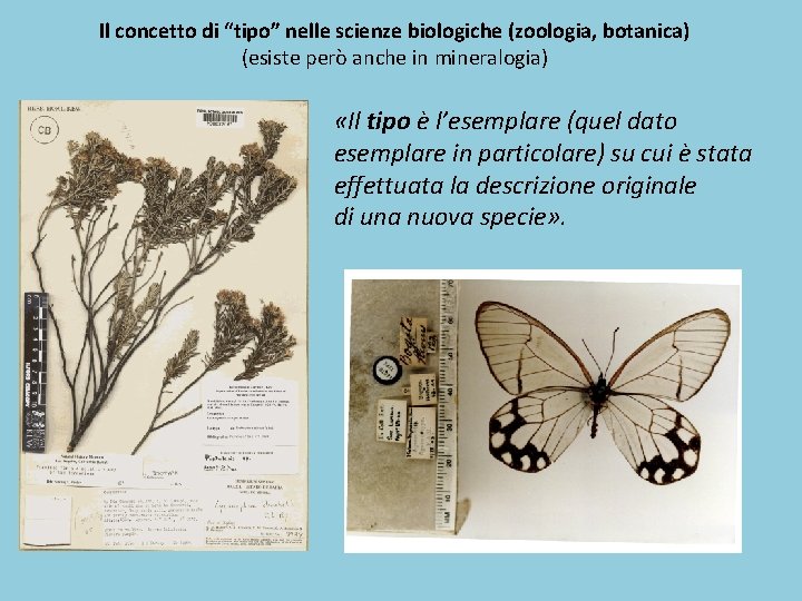 Il concetto di “tipo” nelle scienze biologiche (zoologia, botanica) (esiste però anche in mineralogia) Il concetto di “tipo” nelle scienze biologiche (zoologia, botanica) (esiste però anche in mineralogia)