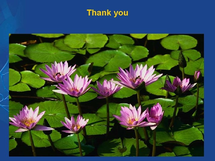 Thank you Thank you
