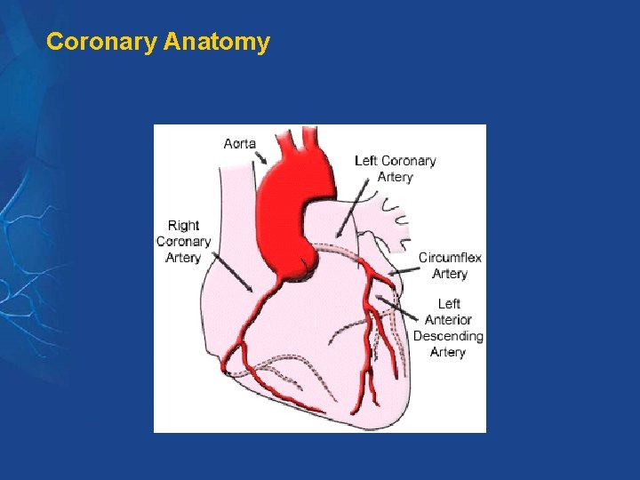 Coronary Anatomy Coronary Anatomy