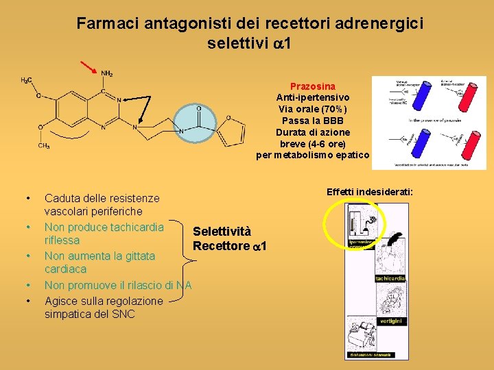 Farmaci antagonisti dei recettori adrenergici selettivi a 1 Prazosina Anti-ipertensivo Via orale (70%) Passa