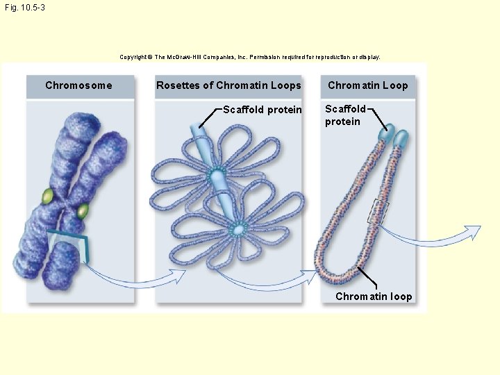 Fig. 10. 5 -3 Copyright © The Mc. Graw-Hill Companies, Inc. Permission required for