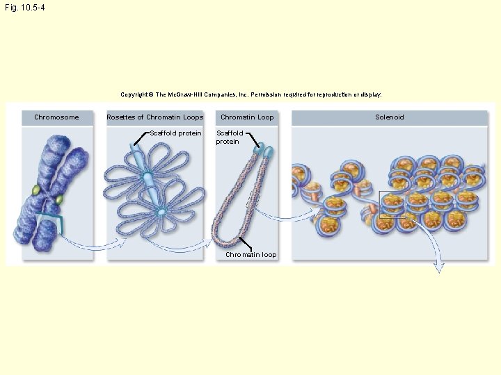 Fig. 10. 5 -4 Copyright © The Mc. Graw-Hill Companies, Inc. Permission required for