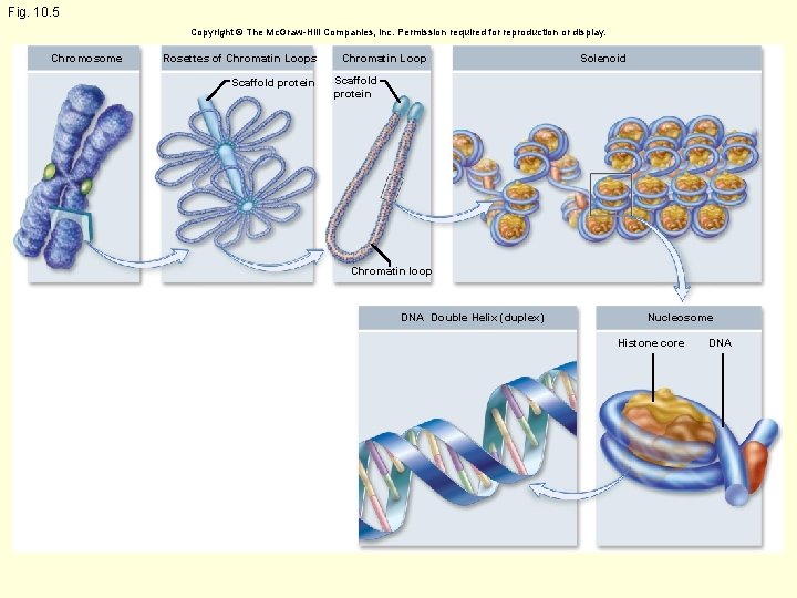 Fig. 10. 5 Copyright © The Mc. Graw-Hill Companies, Inc. Permission required for reproduction