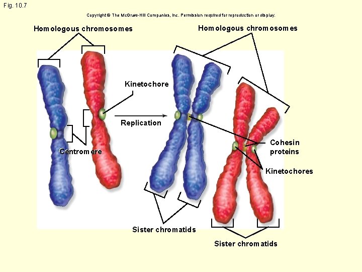 Fig. 10. 7 Copyright © The Mc. Graw-Hill Companies, Inc. Permission required for reproduction