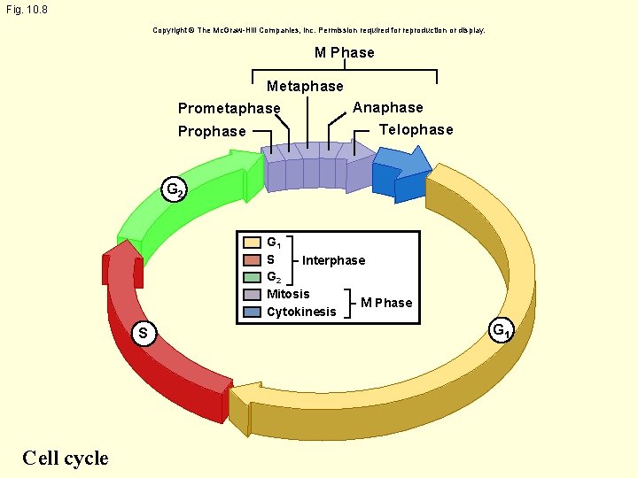 Fig. 10. 8 Copyright © The Mc. Graw-Hill Companies, Inc. Permission required for reproduction