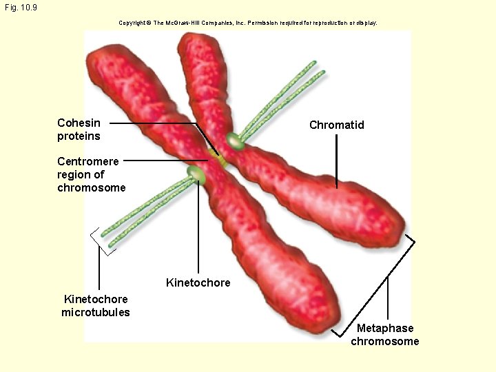 Fig. 10. 9 Copyright © The Mc. Graw-Hill Companies, Inc. Permission required for reproduction
