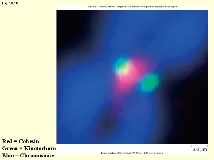 Fig. 10 Red = Cohesin Green = Kinetochore Blue = Chromosome 