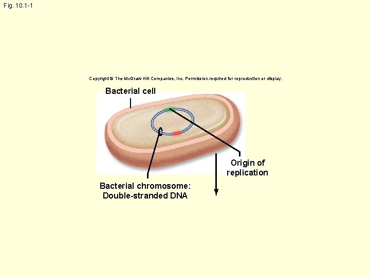 Fig. 10. 1 -1 Copyright © The Mc. Graw-Hill Companies, Inc. Permission required for