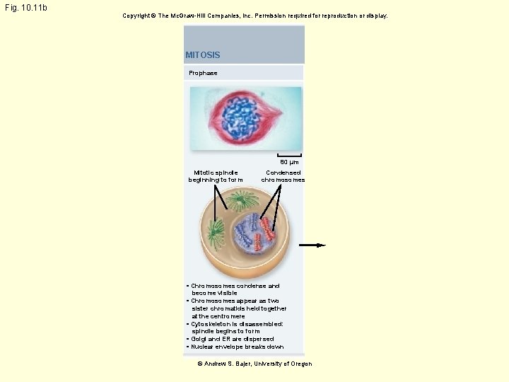 Fig. 10. 11 b Copyright © The Mc. Graw-Hill Companies, Inc. Permission required for