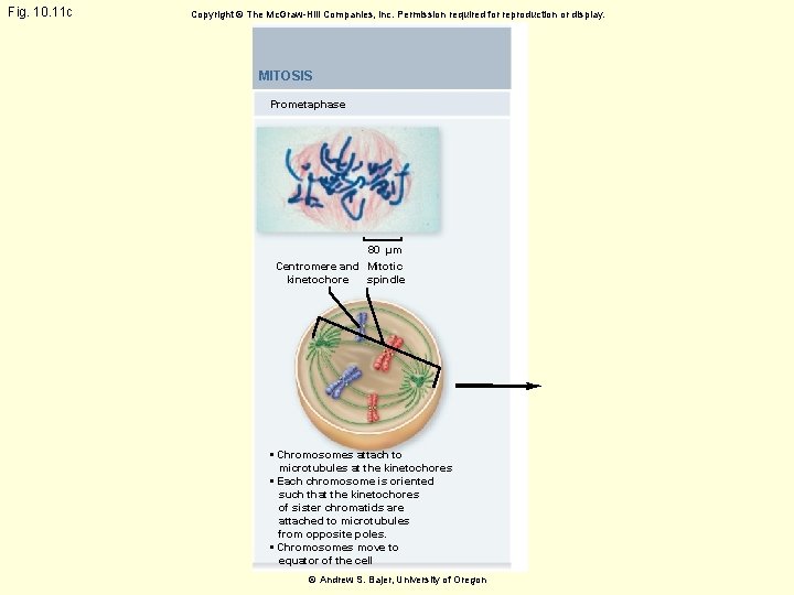 Fig. 10. 11 c Copyright © The Mc. Graw-Hill Companies, Inc. Permission required for
