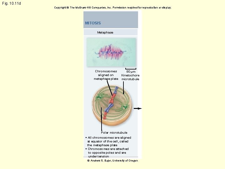 Fig. 10. 11 d Copyright © The Mc. Graw-Hill Companies, Inc. Permission required for