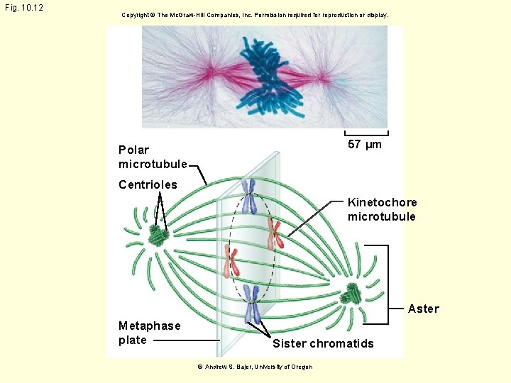 Fig. 10. 12 Copyright © The Mc. Graw-Hill Companies, Inc. Permission required for reproduction