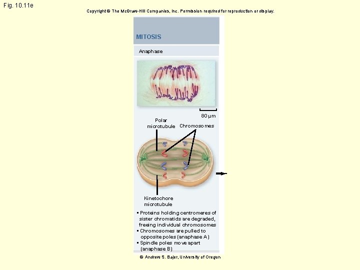 Fig. 10. 11 e Copyright © The Mc. Graw-Hill Companies, Inc. Permission required for