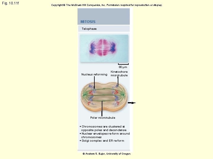 Fig. 10. 11 f Copyright © The Mc. Graw-Hill Companies, Inc. Permission required for