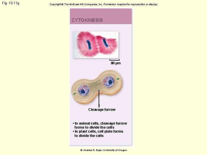 Fig. 10. 11 g Copyright © The Mc. Graw-Hill Companies, Inc. Permission required for
