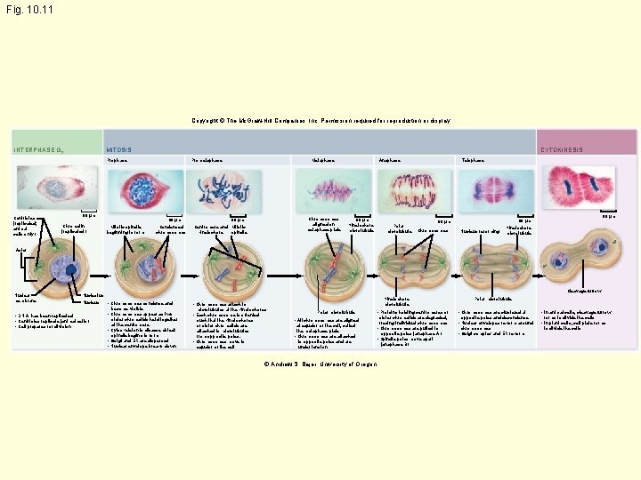Fig. 10. 11 Copyright © The Mc. Graw-Hill Companies, Inc. Permission required for reproduction