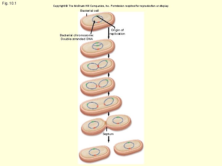 Fig. 10. 1 Copyright © The Mc. Graw-Hill Companies, Inc. Permission required for reproduction