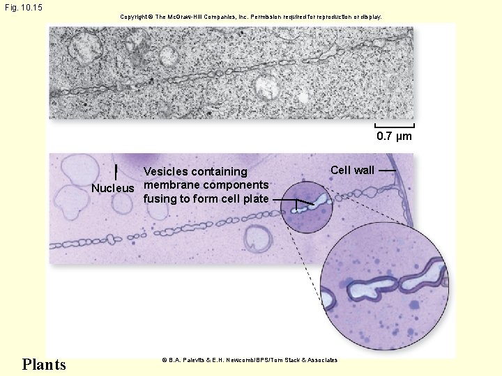 Fig. 10. 15 Copyright © The Mc. Graw-Hill Companies, Inc. Permission required for reproduction